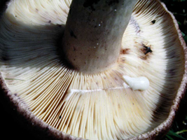 Lactarius uvidus, The milky latex eventually dries and the cut parts of the gills turn purple as seen at the upper right. Lactarius uvidus, The milky latex eventually dries and the cut parts of the gills turn purple as seen at the upper right.